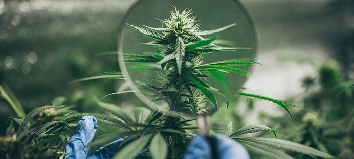 Does Full-Spectrum Hemp Oil Have CBD