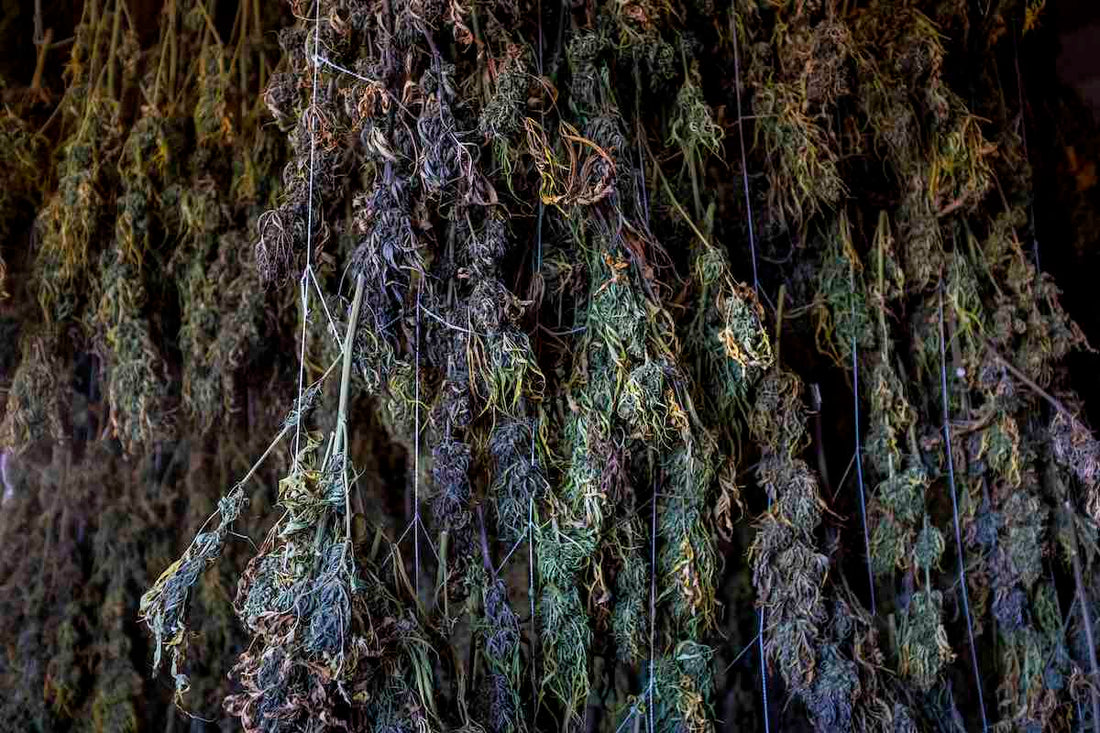 What is Therapeutic Hemp?