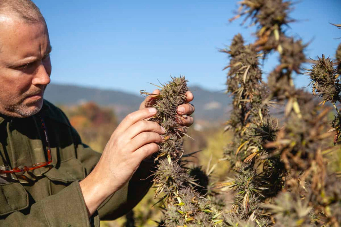 More than CBD: Danodan Products Explained