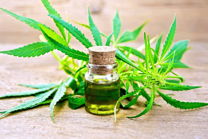 Will Full-Spectrum CBD Oil Make You High?