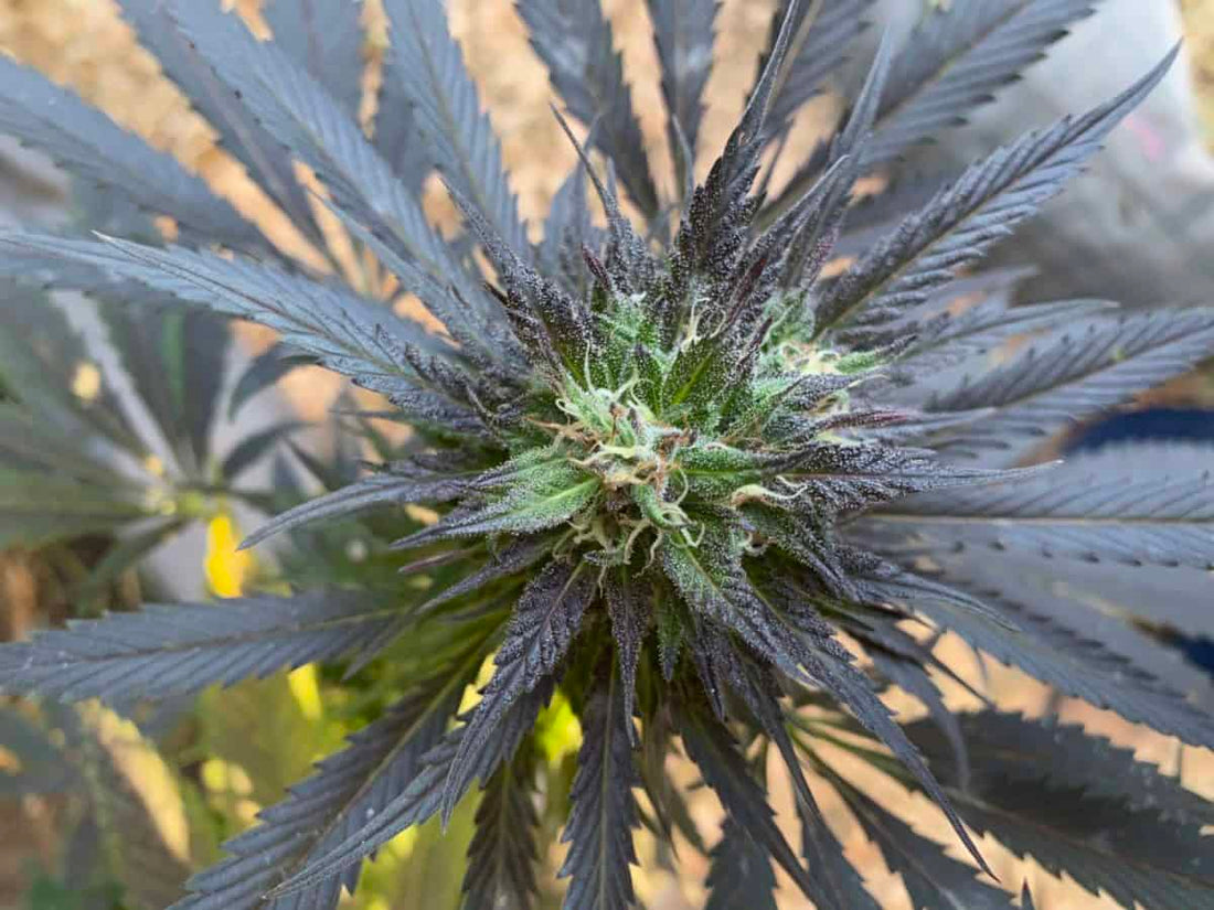 What is CBG?