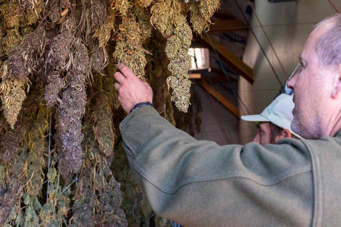 The Benefits of Hemp Flower