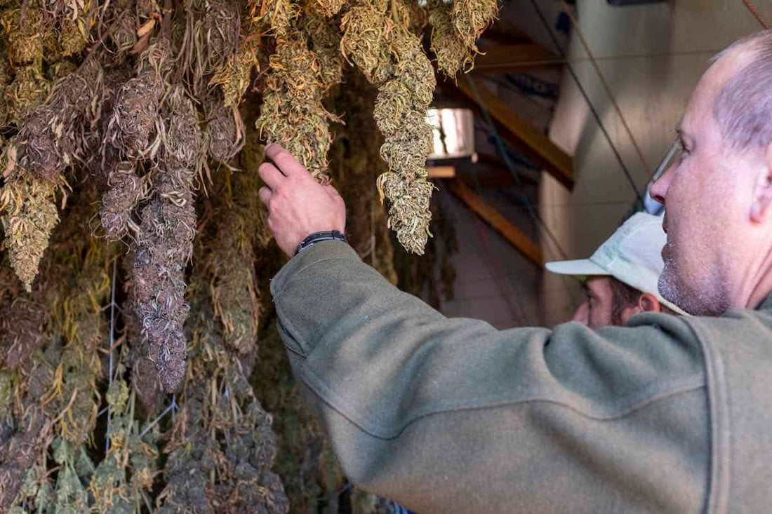 The Benefits of Hemp Flower