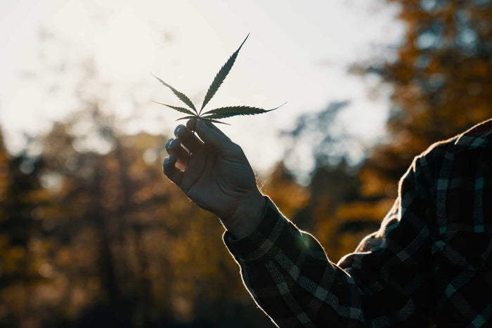 Hemp Oil vs CBD – What’s the difference?