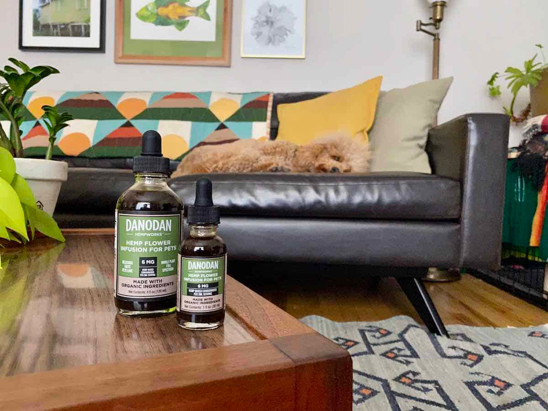 CBD Dosage for Dogs, Cats, and Other Pets