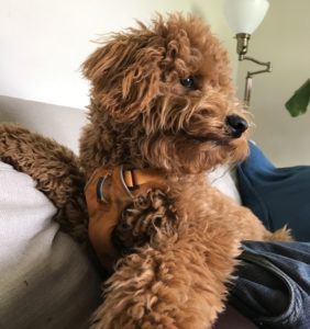 Gus, a mini goldendoodle, hanging out on the couch.