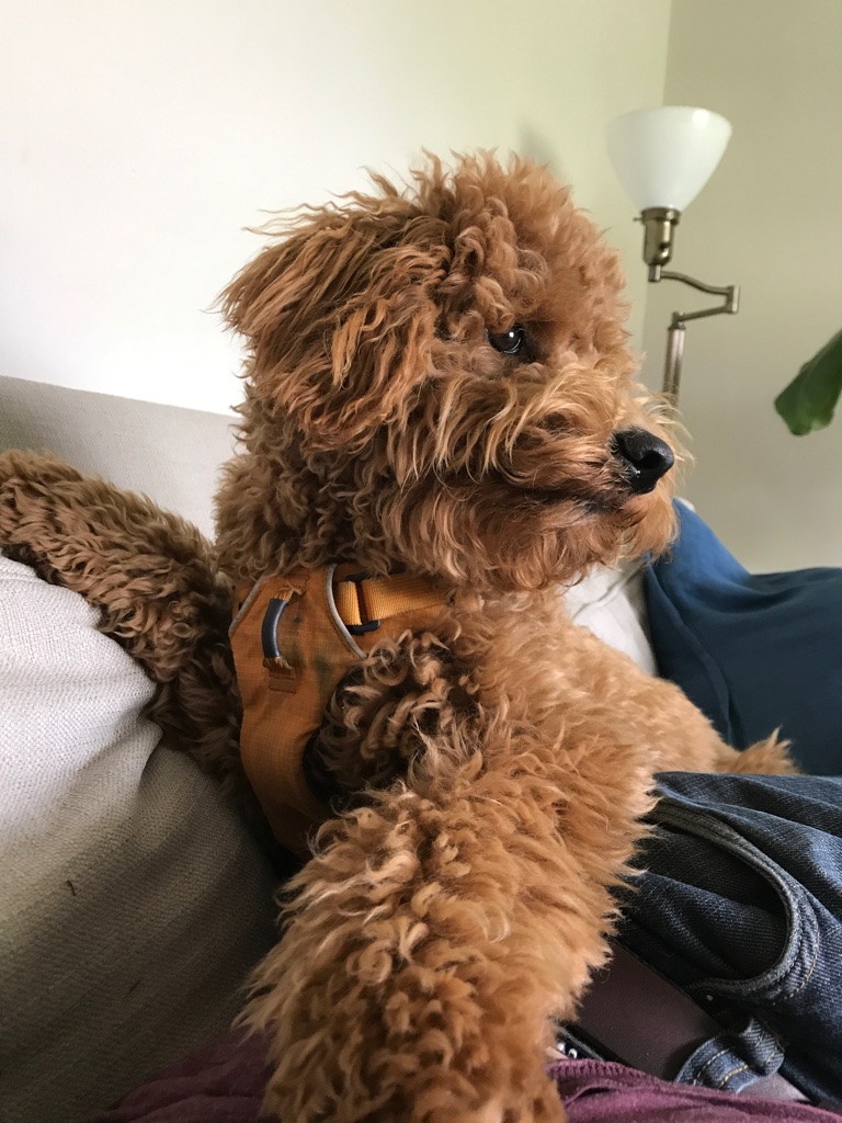 The Goldendoodle Way: A Guide to Successful by Tales, Gus