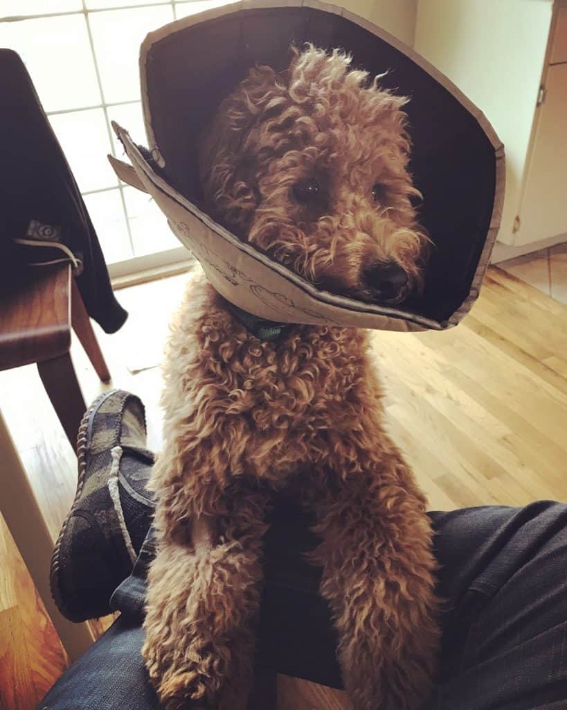 Gus wearing a protective cone after being neutered.