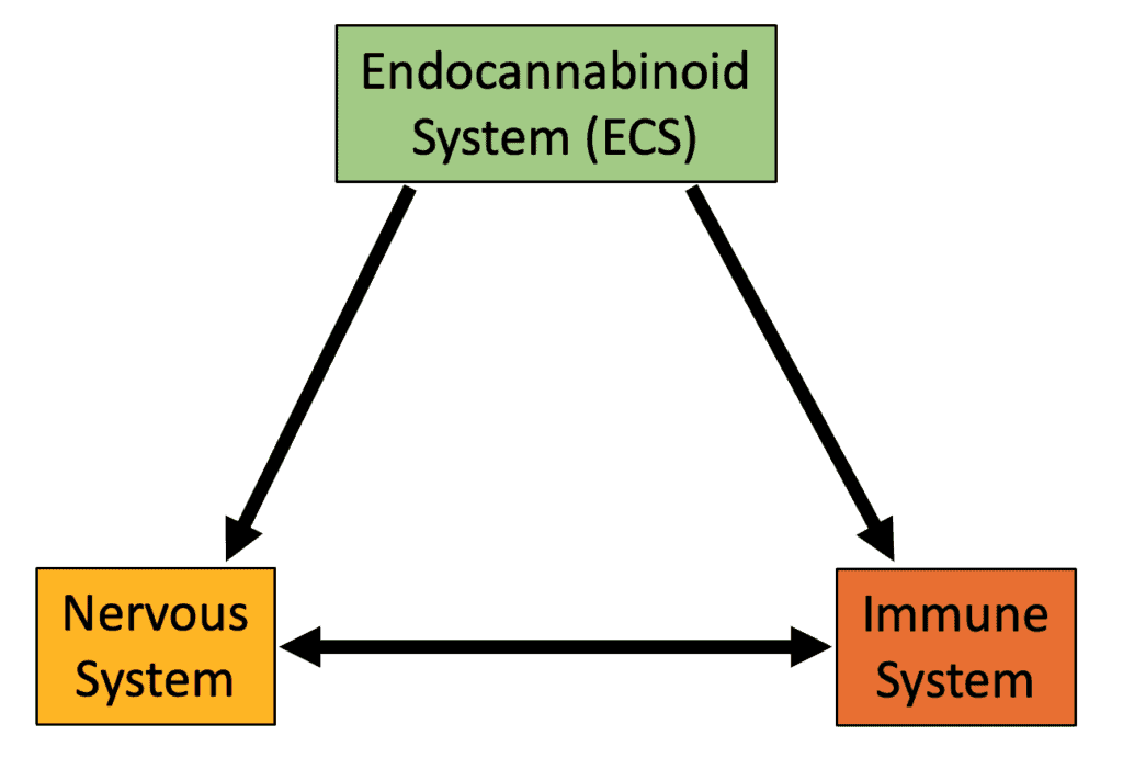 A diagram showing the interaction between the endocannabinoid system, nervous system, and immune system. 