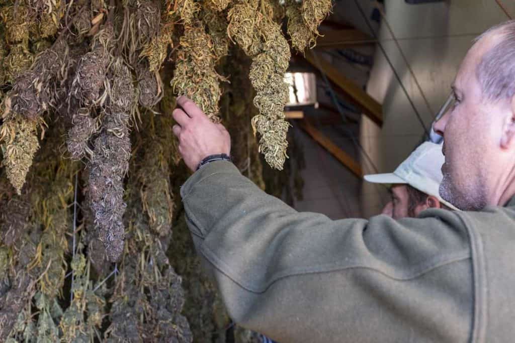 Daniel Stoops, founder of Danodan, inspecting a crop of hemp while it dries. 