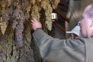 Our founder, Daniel Stoops, examines a crop of drying hemp flowers