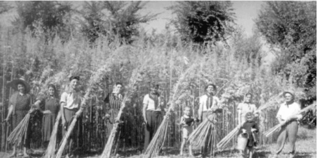 Hemp being harvested by a group of people in an old-timey photo.