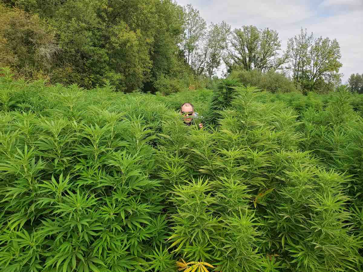 Our Founder, Daniel Stoops, hides in a hemp field, searching for the perfect hemp for our production process