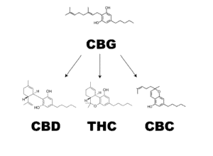 What is CBG? This diagram shows how CBG is transformed into CBD, THC, and CBC