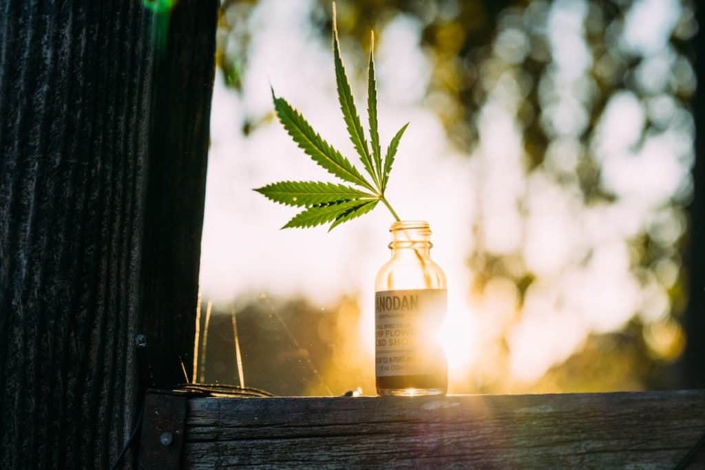 A hemp leaf sticking out of a bottle of Danodan CBD on a wooden fence at sunset.