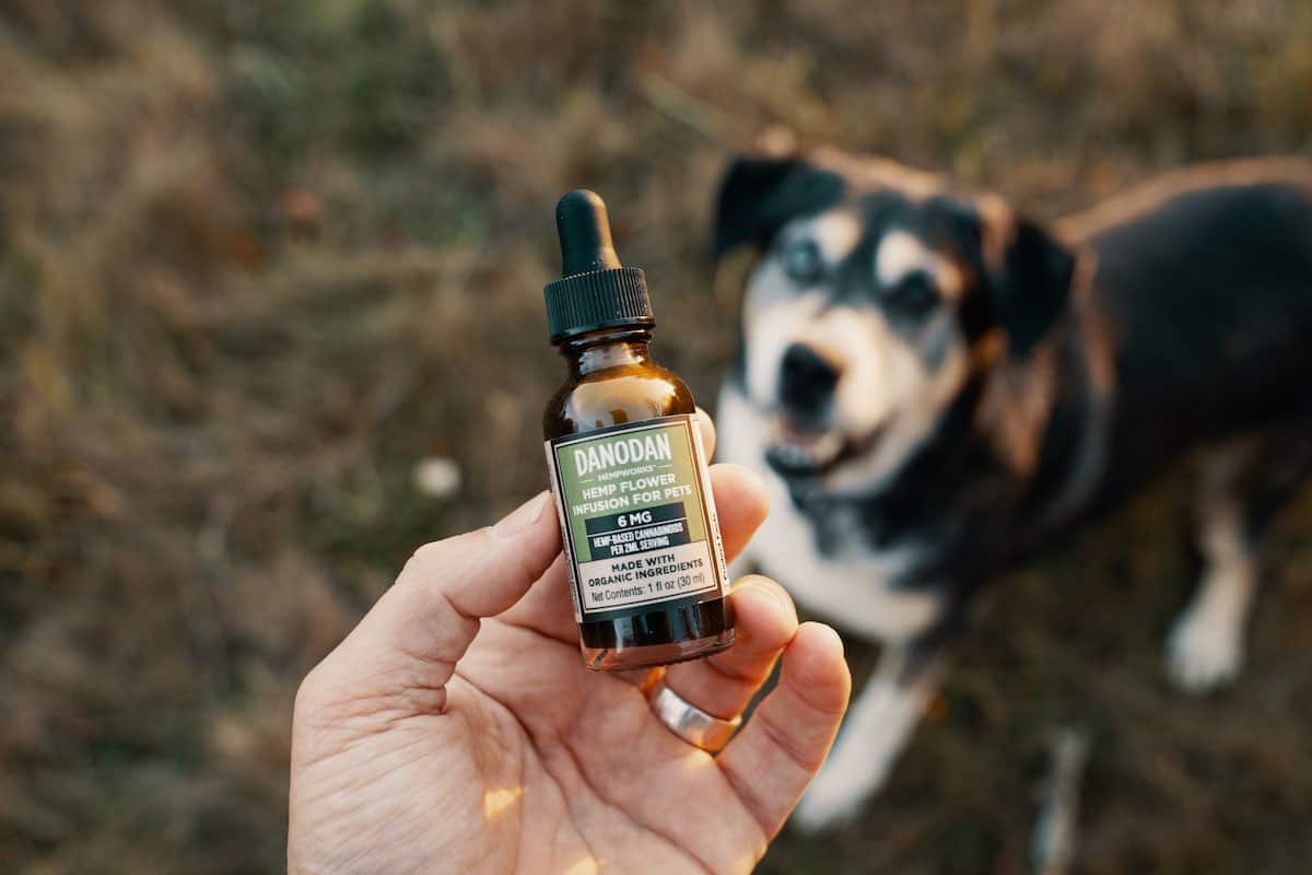 A hand holding a 1oz bottle of Danodan Hemp Flower Infusion for Pets above a black and white dog.