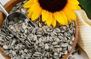 Organic sunflower seeds, like those used to make our organic sunflower lecithin
