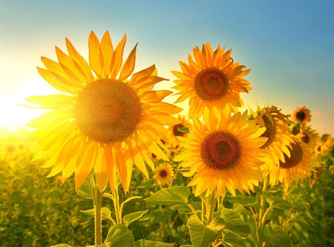 Organic sunflowers, like those used for our organic sunflower lecithin benefits