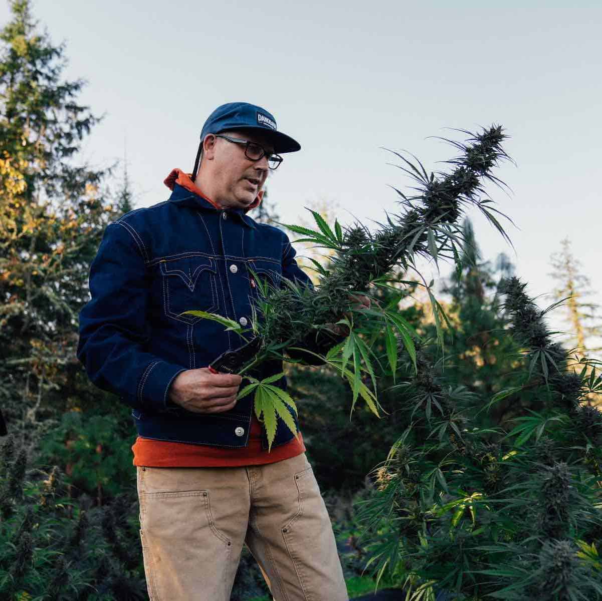 Danodan founder Daniel Stoops admires organic hemp flower at an Oregon hemp farm
