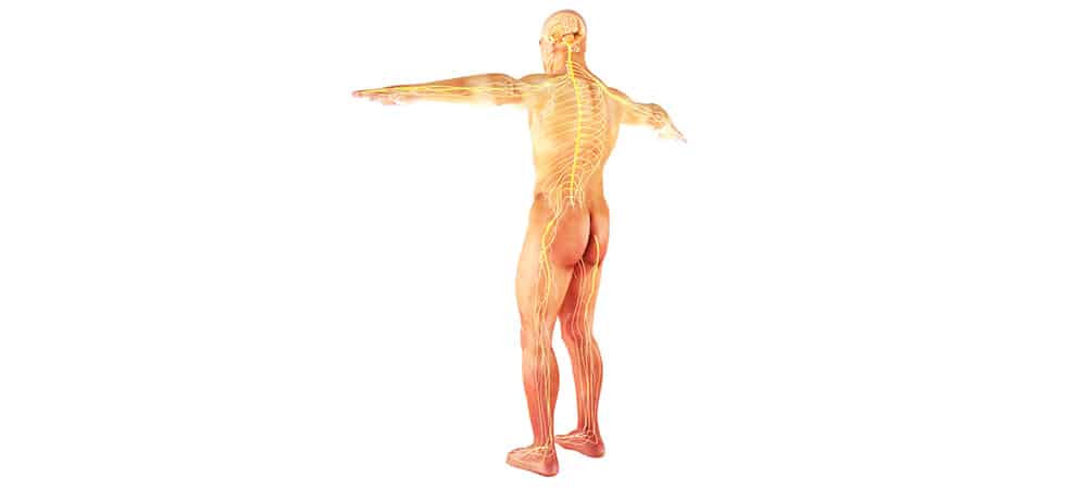 Image of human skeleton. How to use CBD oil for pain. Buy organic CBD oil water soluble. 