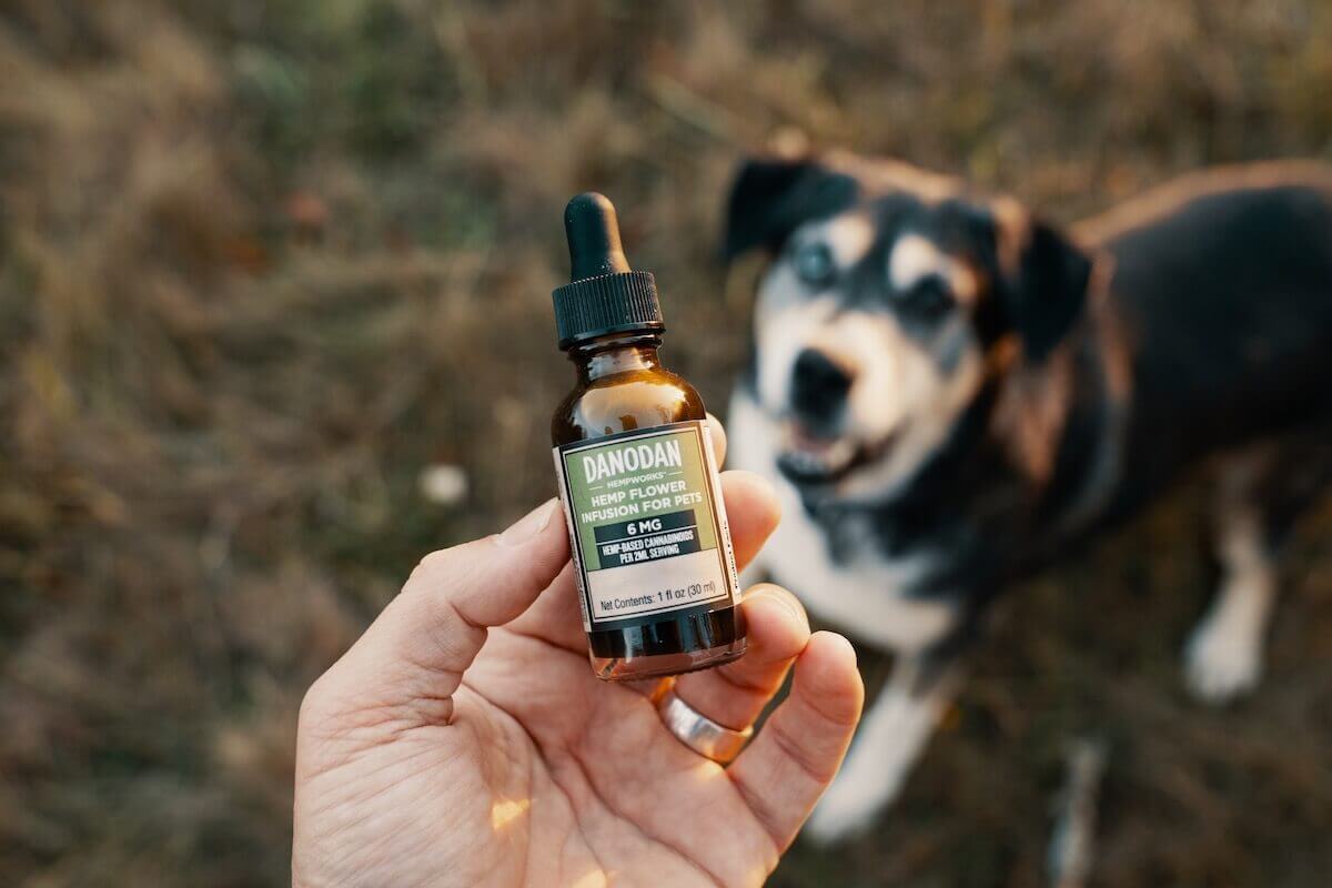 A hand holding a 1oz bottle of Danodan Hemp Flower Infusion for Pets above a black and white senior dog. organic cbd oil.